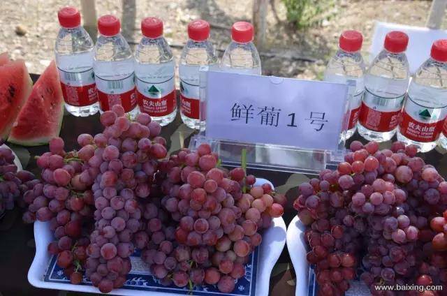 6万出售伊宁县多浪农场26亩葡萄园土地六万