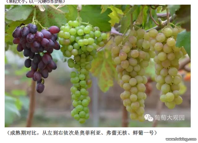 6万出售伊宁县多浪农场26亩葡萄园土地六万
